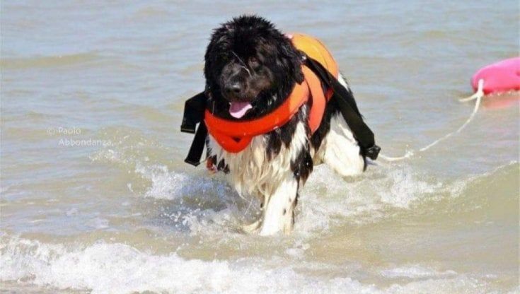 Addio a Grace, primo cane bagnino di Bari: "Forte e coraggiosa, non ti dimenticheremo mai"