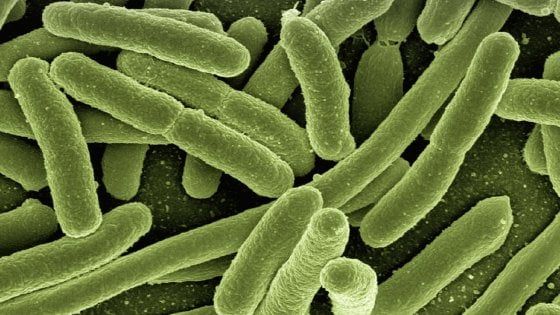 Immunoterapia: la risposta dipende anche dai batteri