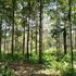 La nuova Amazzonia è sulle Ande. E potrà salvare il mondo