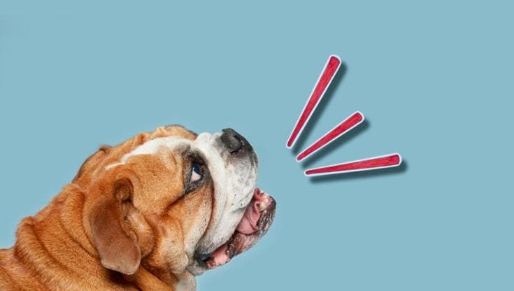 La strana storia del cane che conosceva 1000 parole