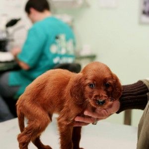 Milano, nasce la prima clinica veterinaria pubblica: aiuter&agrave; chi non pu&ograve; pagare l'assistenza