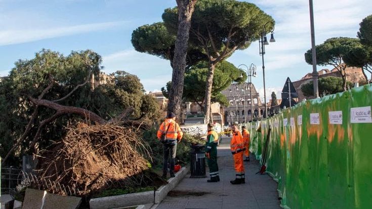 Pini ai Fori imperiali verso l’abbattimento: maxi inchiesta sui crolli