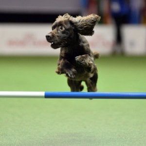 Livorno Dogs & firends, se Fido balla con il padrone