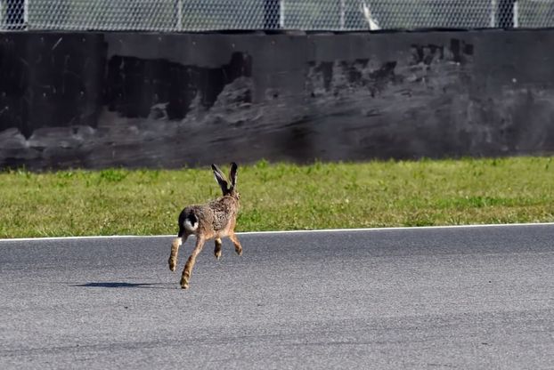 Moto Gp, al Mugello l'invasione di pista di una lepre