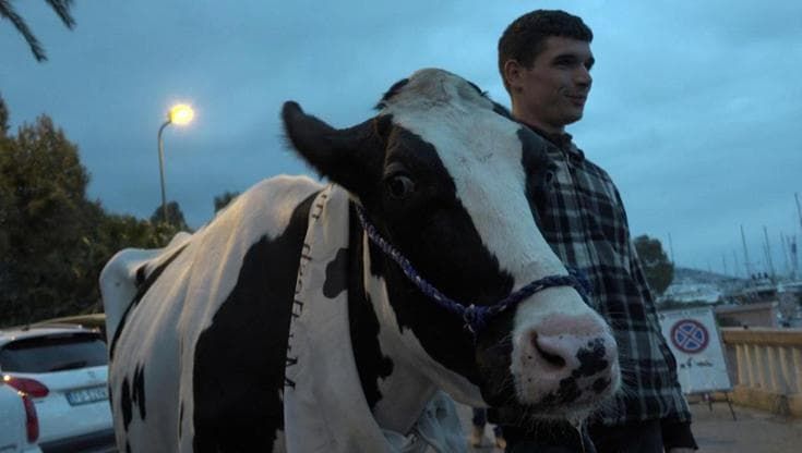A Sanremo arrivano gli agricoltori con la mucca Ercolina 2 e un trattore