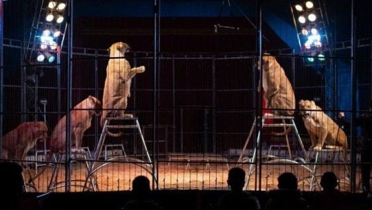 Torna il circo con leoni, elefanti e struzzi. Insorgono gli animalisti: "E' Medioevo, invitiamo al boicottaggio"