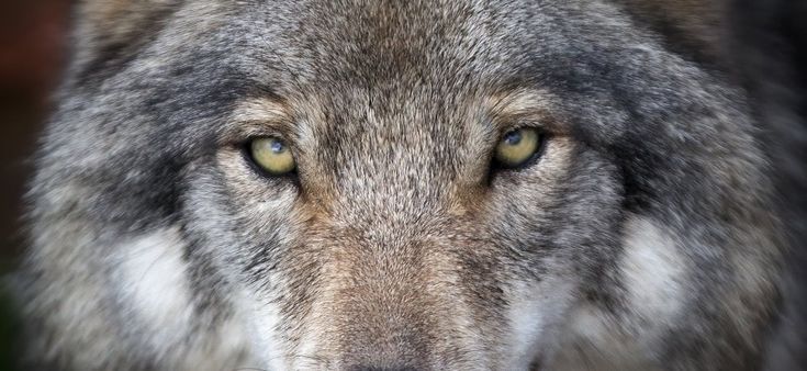 Biodiversità, il tesoro è nei Parchi