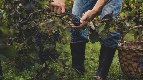 Il vino di Caviro a emissioni zero. E il gruppo si serve di energia 100% green