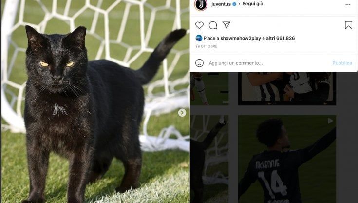 "Juve", il gatto nero che si aggira per Vinovo è una star di Instagram