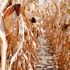 Tensioni sui cereali, deficit per zucchero, riso, latte e cacao: mesi difficili per l'agrifood