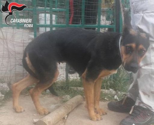 Vallinfreda, cani denutriti: denunciato 51enne per maltrattamenti