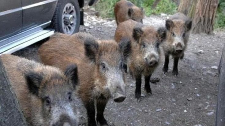 Firenze, i cinghiali devastano 40 orti sociali del Centro Anziani di Rovezzano