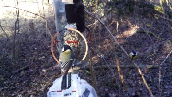 Anche per gli uccelli arriva il riconoscimento facciale