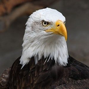 Aquilotto sorvola New York. Forse il primo nato nella Grande Mela dopo più di 100 anni