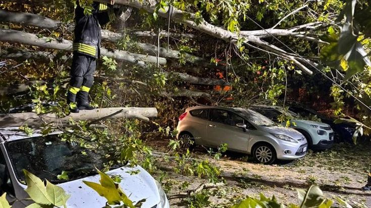 Paura al policlinico Umberto I, un platano si schianta su sette auto e sfonda una cancellata