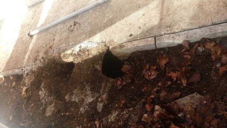 Roma, murata la tana dei gatti nella colonia al Pigneto: animali salvati da una volontaria