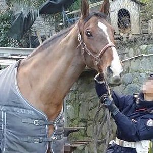 Ivrea, ubriaco a cavallo denunciato per guida in stato di ebbrezza: scatta la sospensione della patente 