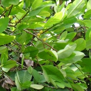 La pianta di coca resister&agrave; ai cambiamenti climatici