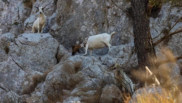 Capri, nessun trasferimento per le caprette sul monte Solaro: resteranno sull’isola