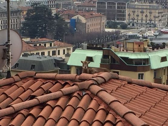 C'è un muflone sul tetto, sorpresa a Como 