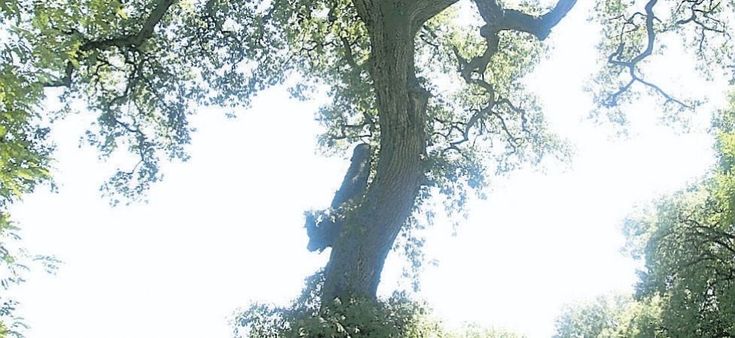 Verde in agonia una cura da 60 milioni 