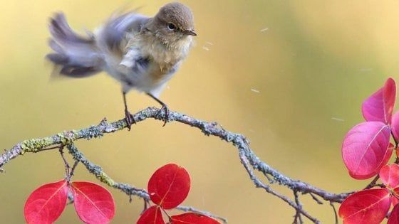 Il Cambiamento: il viaggio nella natura di Michele Mendi arriva sotto i Portici del Grano 