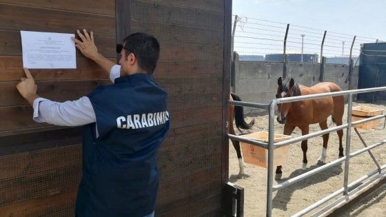Napoli, box abusivi usati come scuderie per cavalli: denunciato 25enne