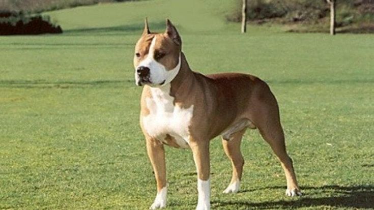 Amstaff uccide un altro cane, la proprietaria incinta ha un malore e rischia di perdere il figlio