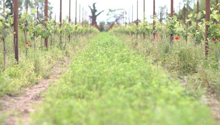 Sana Slow Wine Fair, Petrini: "Basta consumismo compulsivo, inizia una nuova fase per il vino"