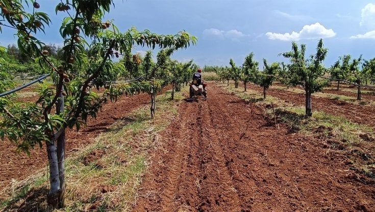 Armani produrrà in Puglia il suo cotone ecosostenibile: a Rutigliano uno dei primi siti in Europa. "Progetto audace e innovativo"