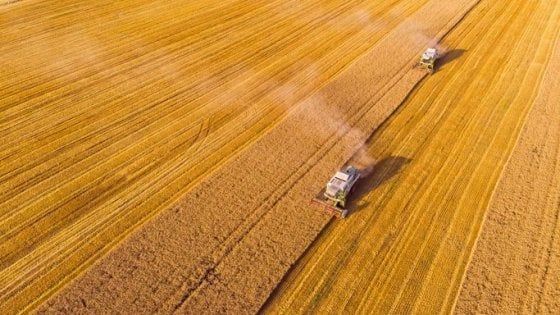 Grano duro: scorte mondiali ai minimi e prezzi su del 25%