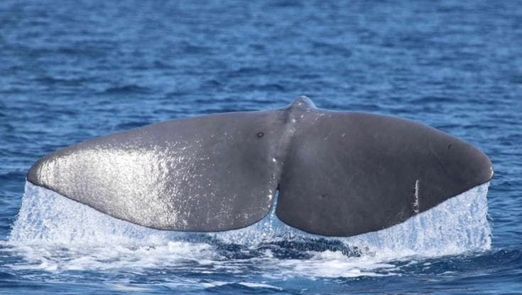 Nel mare di Ischia torna Salvatore, il capodoglio "fedele" al Regno di Nettuno