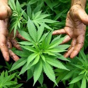 Usa, approvato il primo farmaco a base di cannabis