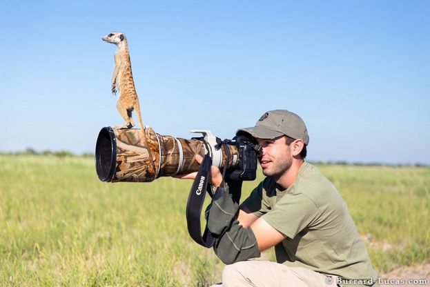 Il fotografo e il suricato, incontro ravvicinato in Sudafrica