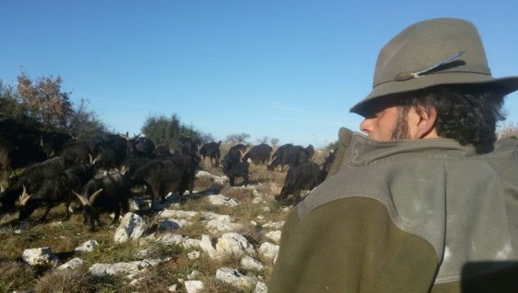Ricercatore universitario e pastore, così Rocco Sorino insegna agli allevatori pugliesi a 'convivere con il lupo'