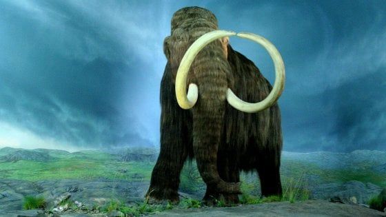Torna il mammut, gli scienziati: ''Lo faremo rinascere in laboratorio''