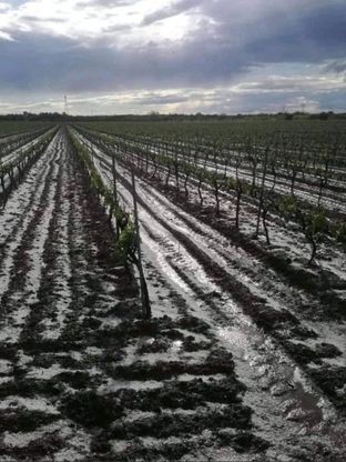 Maltempo, grandine sui vigneti di Negroamaro: danni ai raccolti in Puglia