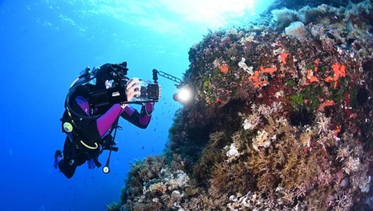Il microbioma, la "sentinella" invisibile che può salvare le foreste marine
