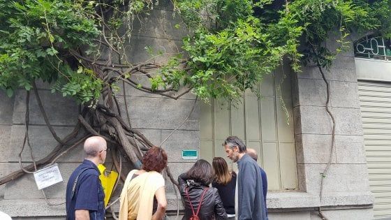 Milano, il glicine degli innamorati adottato dai cittadini: "Così facciamo fiorire il quartiere" 