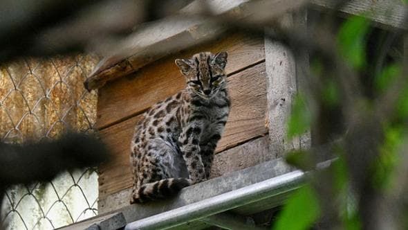 Scoperta in Bolivia una nuova specie di gatto: Leopardus tilcayo. Non succedeva da oltre un secolo