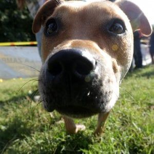 Animali, code e orecchie tagliate a 44 cani per motivi estetici: due condanne a Brescia