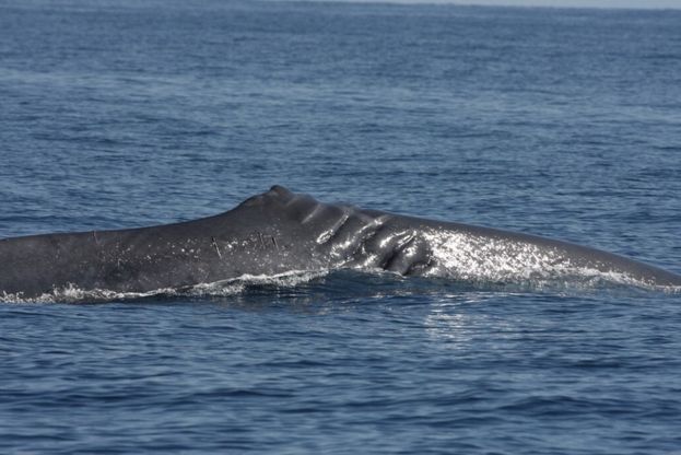 La balena che fu ferita da un'elica avvistata a Ischia 4 anni dopo