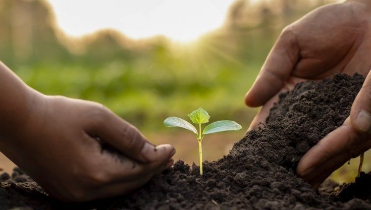 La classificazione dei crediti di carbonio
