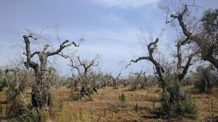La Xylella spinge la destra radicale. La Bocconi dimostra crescita estremisti legata al batterio