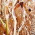Tensioni sui cereali, deficit per zucchero, riso, latte e cacao: mesi difficili per l’agrifood