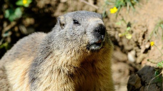 Due casi di peste bubbonica in Mongolia: scatta il divieto di caccia alle marmotte