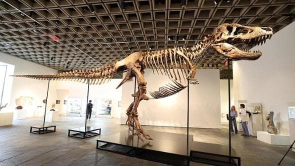 Il T. rex aveva una temperatura corporea di 36 gradi circa, come gli esseri umani
