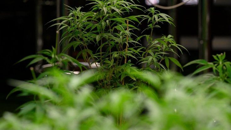 Coffee-shop a Berlino: Così la Germania punta sulla marijuana libera