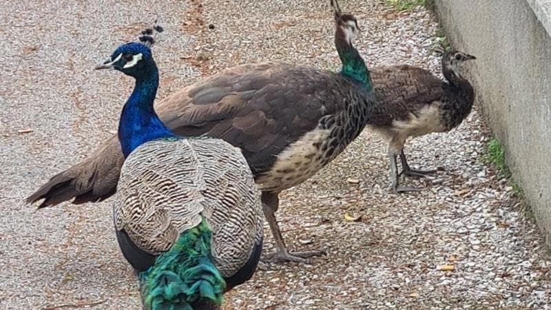 Punta Marina, il lido dove osano i pavoni