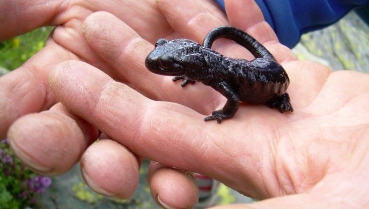 Dalla salamandra ai pipistrelli, il caldo mette a rischio  la fauna “targata Monviso”